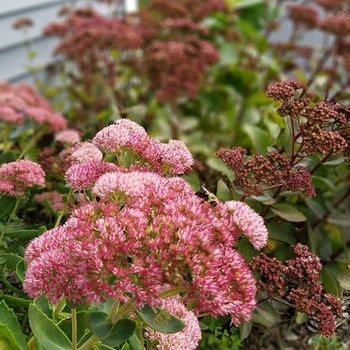 Sedum - 'Abbeydore' Autumn Stonecrop