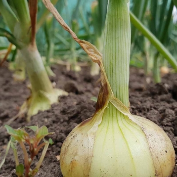 Allium cepa - 'Candy' Onion