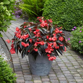 Begonia - Dragon Wing® Red Bronze Leaf