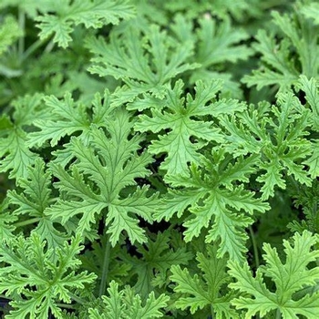 Pelargonium citrosum - Citronella Geranium