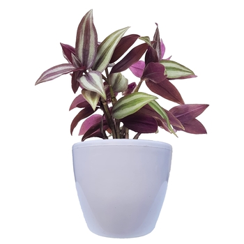 Tradescantia zebrina - 'Purpusii' Wandering Jew