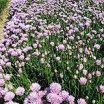 Allium - 'Chivette' Chives