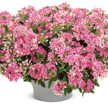 Verbena - Superbena ® Cherryburst