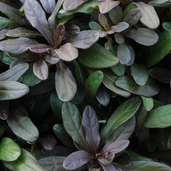 Ajuga reptans - 'Chocolate Chip' Bugleweed