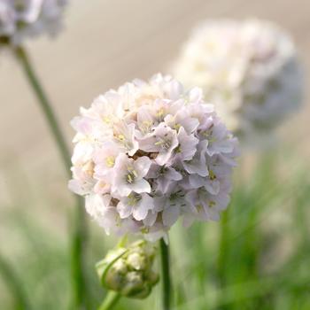 Armeria maritima (Sea Thrift) - 'Morning Star White'