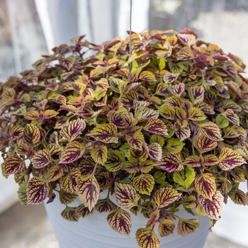 coleus - 'Great Falls Angels'