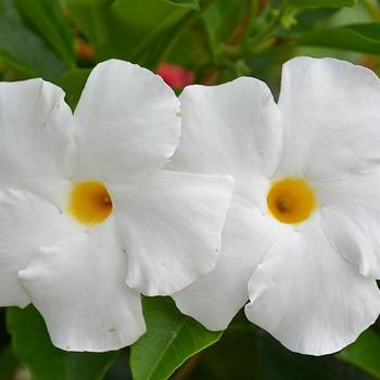 Mandevilla - Sun Parasol® 'White'