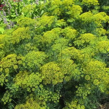 Anethum graveolens - 'Fernleaf' Dill