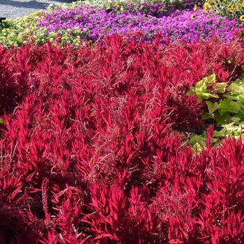 Celosia argentea pulmosa - 'Dragon's Breath' Cockscomb