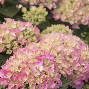 Hydrangea macrophylla - Pink 'N Pretty®