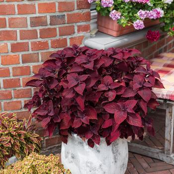 coleus - Main Street 'Beale Street'