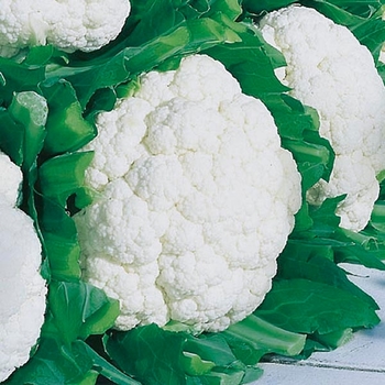 Brassica oleracea - 'Snow Crown' Cauliflower