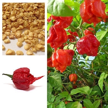 Capsicum annuum - 'Carolina Reaper' Pepper