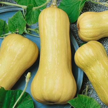 Cucurbita moschata - 'Waltham' Butternut squash