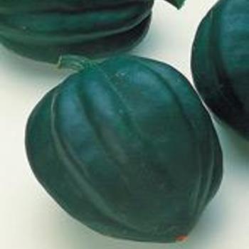 Cucurbita pepo - 'Table Ace' Acorn Squash