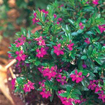 Cuphea hyssopifolia - 'Allyson' Mexican Heather