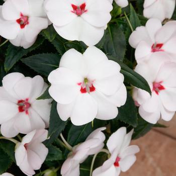 Impatiens - SunPatiens® Vigorous Sweetheart White