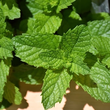 Mentha spicata - 'Mojito Cocktail Mint' Spearmint