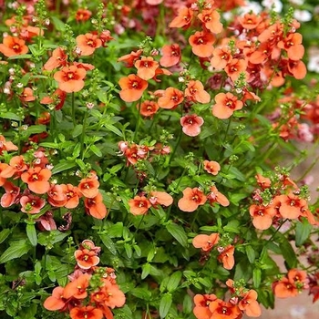 Diascia - 'My Darling Tangerine'