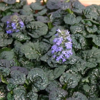 Ajuga pyramidalis - 'Metallica Crispa' Bugleweed