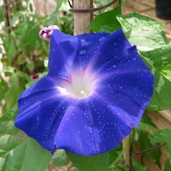 Ipomoea nil - Japanese Morning Glory