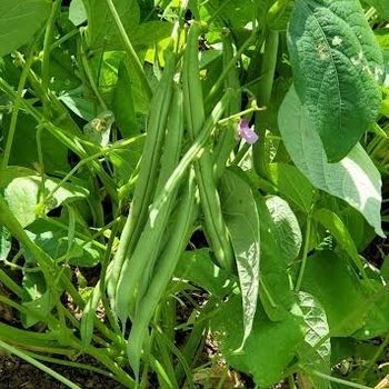 Phaseolus vulgaris var. nanus - 'Blue Lake' Bush Green Bean