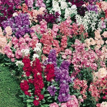 Matthiola incana - 'Vintage Mix' Stock
