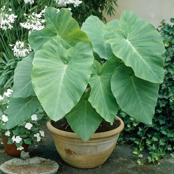 Alocasia - 'Multiple Varieties' Elephant Ears