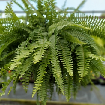 Nephrolepis exaltata - Boston Fern