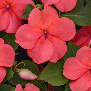 Impatiens walleriana - Beacon&trade; Coral Improved