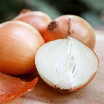 Allium cepa - 'Yellow and White Sweet Spanish' Onion