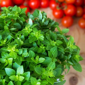 Origanum vulgare - True Oregano