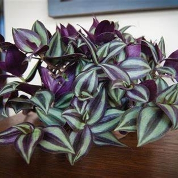 Tradescantia zebrina - Wandering Jew