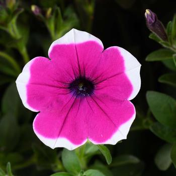 Petunia - Cascadias&trade; 'Rim Cherry'