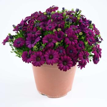 Osteospermum - Besties™ 'Devoted Purple'