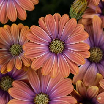 Osteospermum - Besties™ 'Dynamic Bicolor'