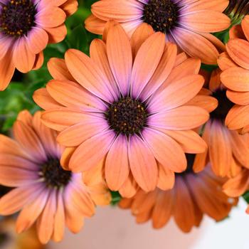 Osteospermum - Besties™ 'Inspiring Orange'