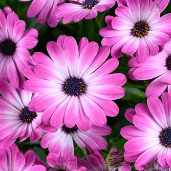 Osteospermum - Besties™ 'Optimistic Pink'