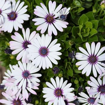 Osteospermum - Besties™ 'Trusty Amethyst'