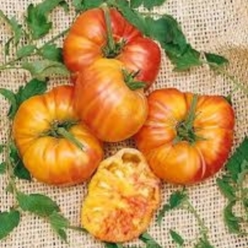 'Striped German' Tomato, Heirloom -Lycopersicon esculentum