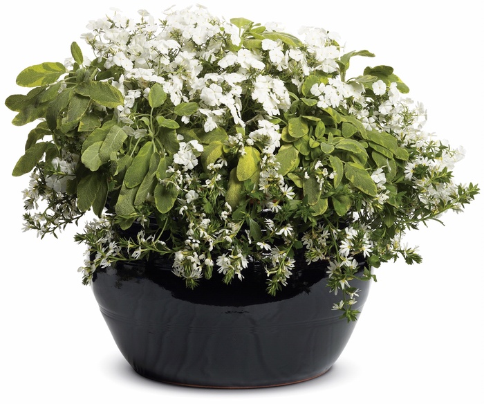 Intensia&reg; 'White' - Phlox from Robinson Florists