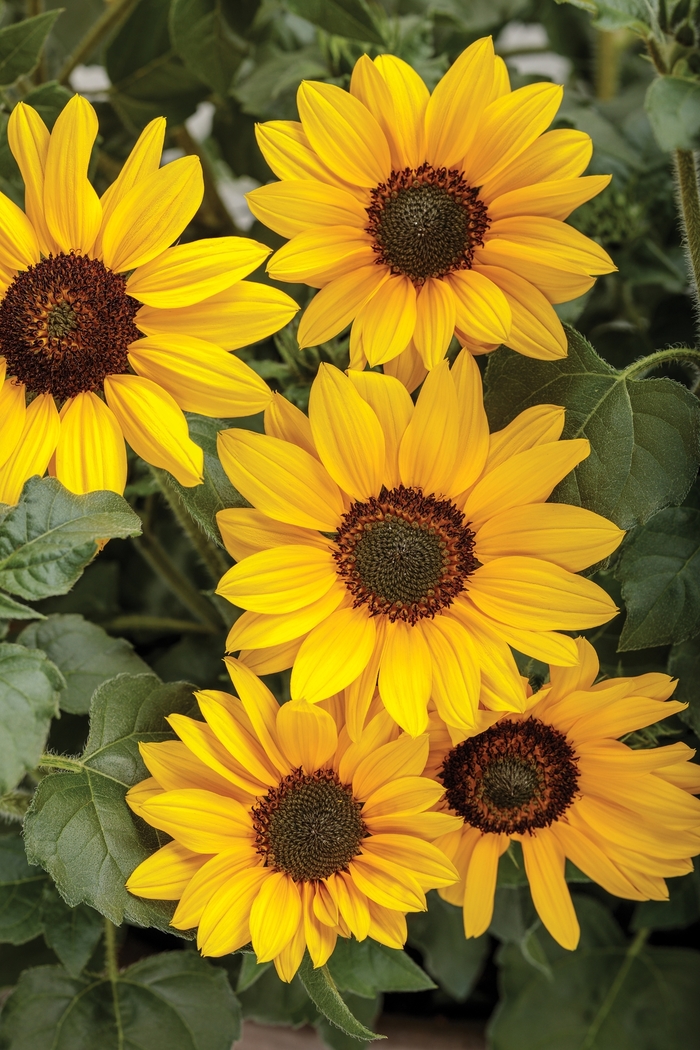 Suncredible&reg; 'Yellow' - Helianthus (Sunflower) from Robinson Florists