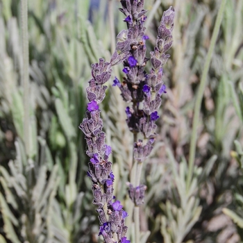 French Lavender -Lavandula 