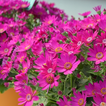 Primavera&trade; 'Fuchsia' -Pericallis (Cineraria)