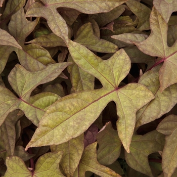 Sidekick&trade; 'Heart Bronze' -Ipomoea batatas (Sweet Potato Vine)