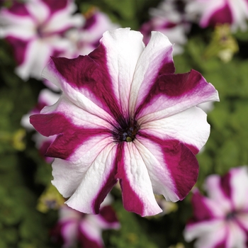 TriTunia&trade; 'Crimson Star' -Petunia grandiflora