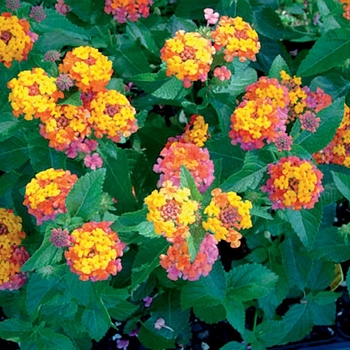 Bandana&reg; 'Cherry Sunrise' -Lantana camara