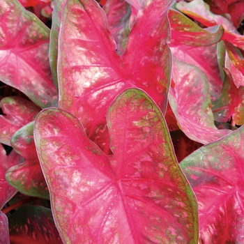 Heart to Heart&trade; 'Fast Flash' -Caladium hortulanum (Fancy Caladium)