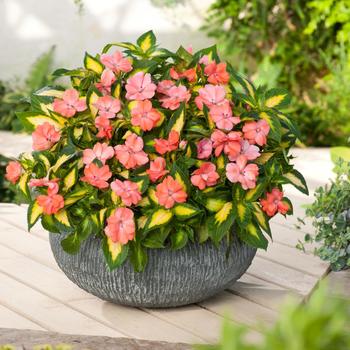 SunPatiens&reg; Salmon -Impatiens 