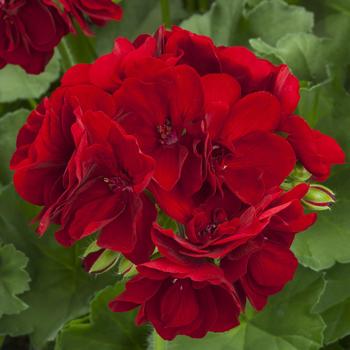 Calliope&reg; Medium Burgundy -Pelargonium (Interspecific Geranium)